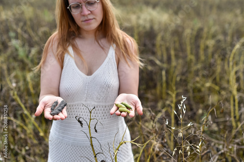 Slika na platnu A woman compares dry and green bean pods in her hands during a drought in France in June 2026