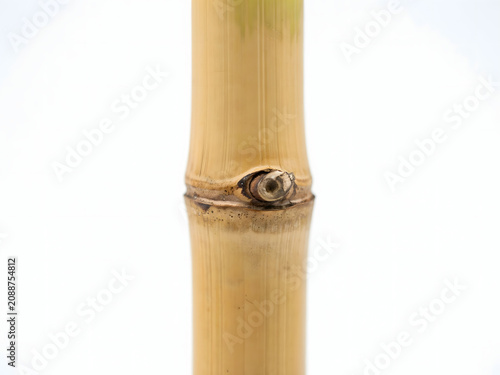 Bamboo stalk with node, isolated on white background