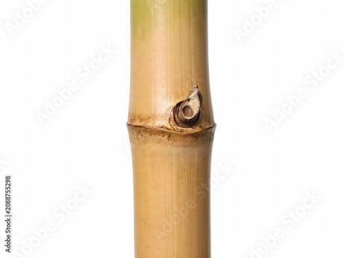 Bamboo stalk with node, isolated on white background for natural and eco friendly concepts