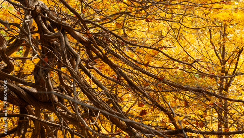 Closeup of yellow Fall foiliage with contrasting dark, slanted branches