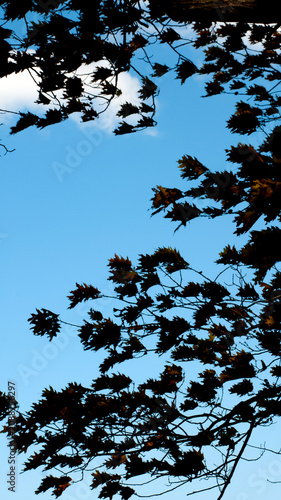 Closeup of black silhouetted leaves against vibrant blue sky