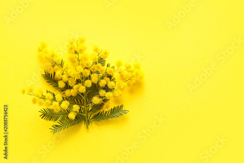 Beautiful mimosa flowers on...