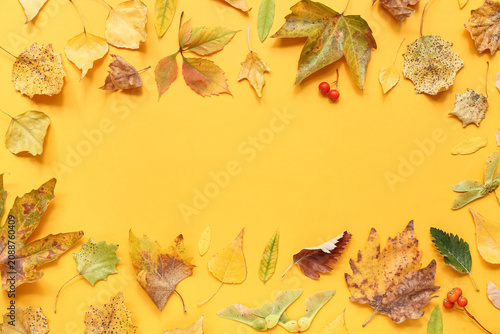 Frame made of autumn leaves...