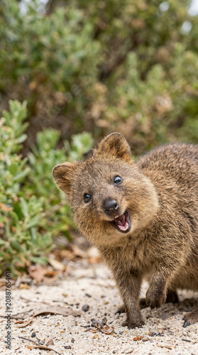 Happy smiling quokka on Rottnest Island, vertical wildlife portrait with copy space.