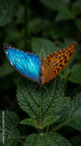 ​Macro photograph of a rare chimeric butterfly with one blue and one orange wing resting on a green leaf.