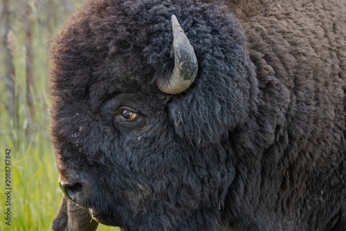 close up side profile of bisons face showing detailed fur, eyeball, horn, and nose. Taken at elk island national park