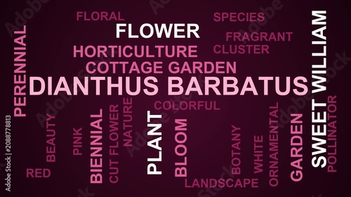 Dianthus Barbatus Word Cloud
