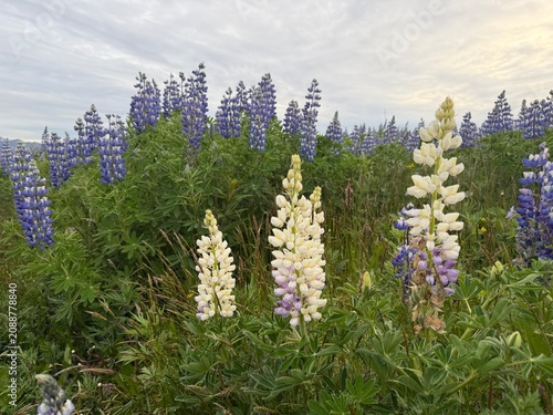 Unusual white lupin mixed in with beautiful purple flowers with clouds in the sky in the background