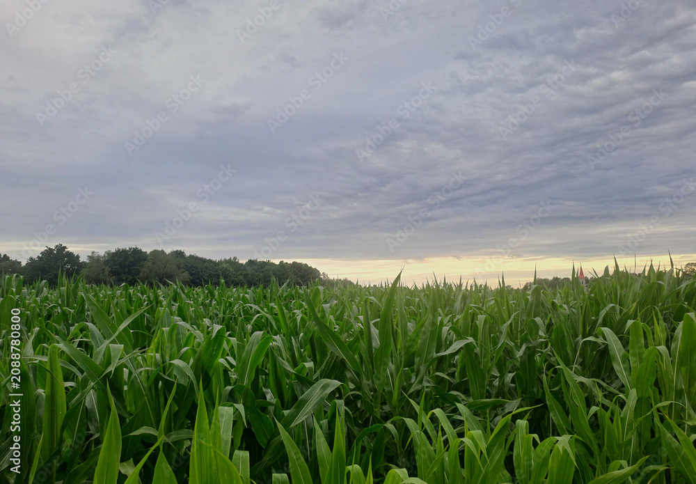 Fototapeta premium Green corn field under dramatic cloudy sky at sunset.