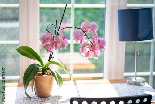 Foto Pink Orchid in Bloom on a Sunlit Table Near Window in Modern Home Interior