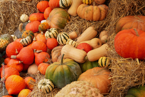 Colorful pumpkins and gourds covering rustic straw autumn harvest festival market
