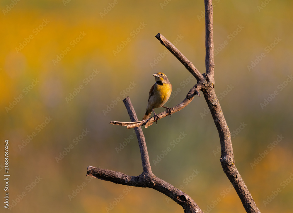 Obraz premium golden songbird on branch
