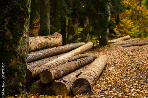 Stacked Logs in Autumn Forest, Cut Timber in Woodland