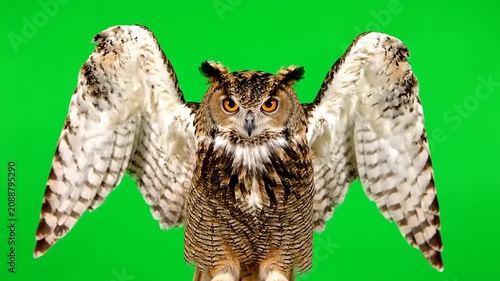 Great horned owl spreading wings on green screen background for chroma key video compositing projects