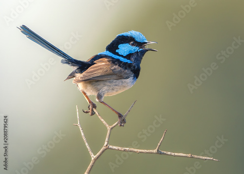 Close-up of a wild male superb fairywren (Malurus cyaneus) perched on a thorny branch singing, Australia