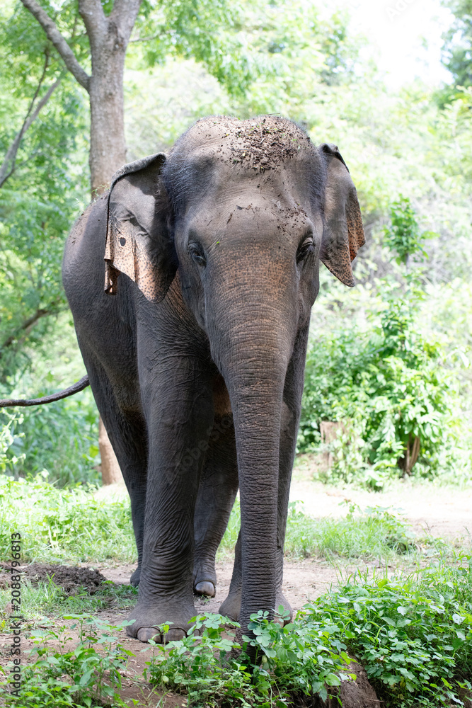Obraz premium Portrait of a wild asian elephant photographed in the jungles of Sri Lanka.