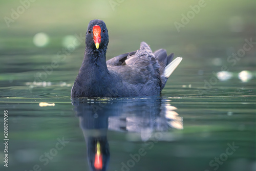Close-up of a wild dusky moorhen (Gallinula tenebrosa) swimming on a calm freshwater lagoon, Victoria, Australia