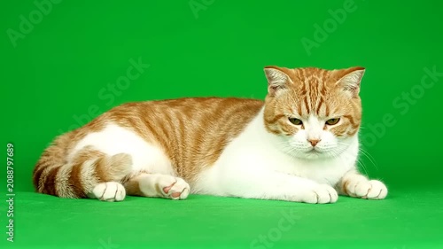 Beautiful ginger and white tabby cat resting on a bright green background, studio portrait of a domestic pet