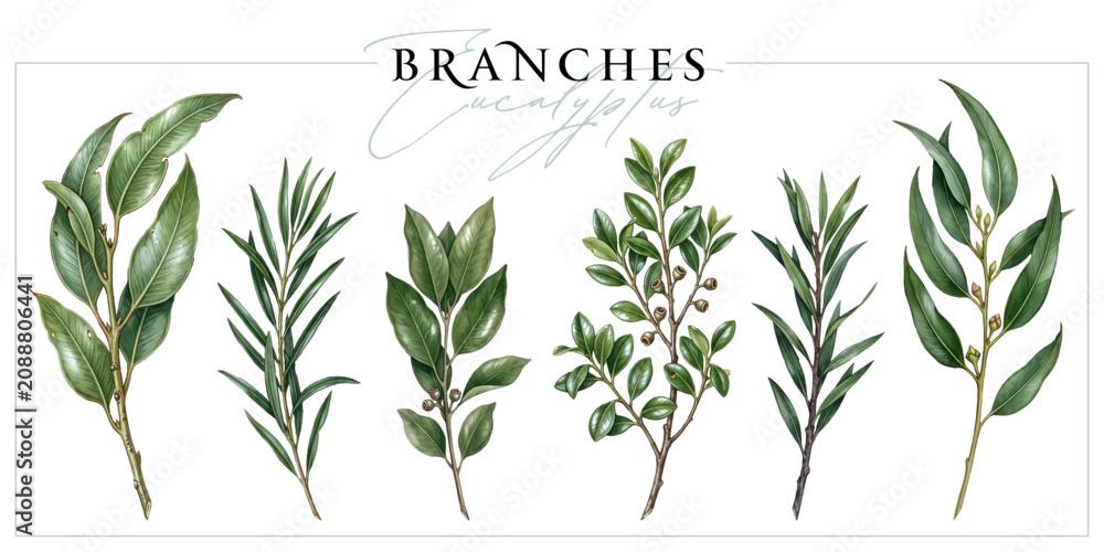 Fototapeta premium Eucalyptus branches isolated on a white background. Vintage painting style illustration.