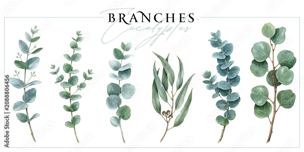 Fototapeta premium Eucalyptus branches isolated on a white background. Vintage painting style illustration.