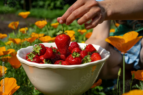 Close-up side view of a woman in a summer garden eating a strawberry from a bowl of freshly picked strawberries
