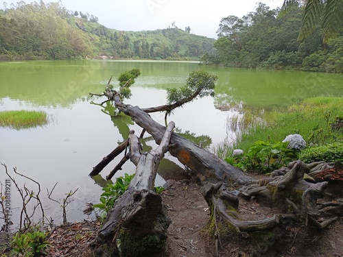 Schilderij op canvas Pohon ditepi danau yang hijau