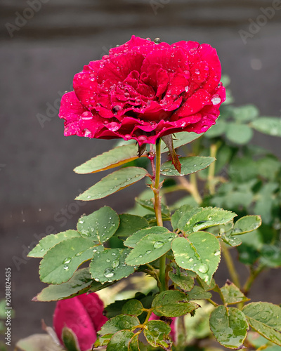 Obraz na płótnie Red Rose with Water Droplets After Rain