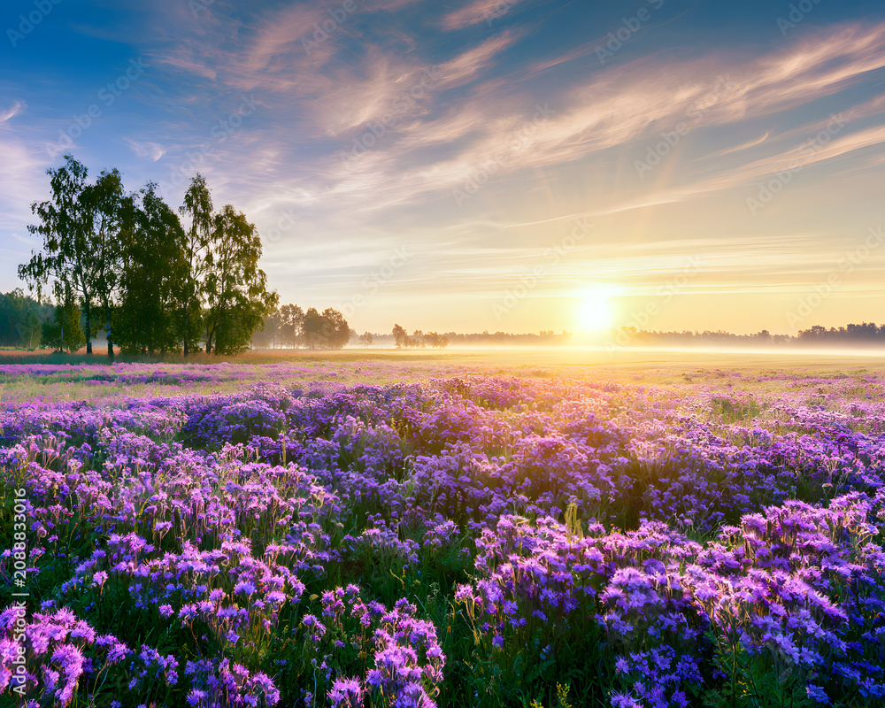 Fototapeta premium Beautiful panorama rural landscape with sunrise and blossoming meadow. Purple flowers are flowering on the spring field, Phacelia