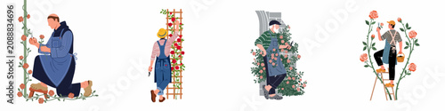 Fotografi Set of illustrations depicting gardeners pruning and caring for climbing rose bushes on trellises, walls, and ladders using various gardening tools