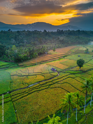 Beautiful panoramic aerial view of terraced rice fields at sunrise in Indonesia, surrounded by lush tropical greenery and palm trees