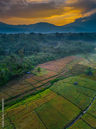 Beautiful panoramic aerial view of terraced rice fields at sunrise in Indonesia, surrounded by lush tropical greenery and palm trees