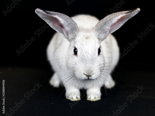 Konstfotografi Adorable white baby bunny rabbit with fluffy fur sits calmly on a dark background, ears perked up and eyes wide open
