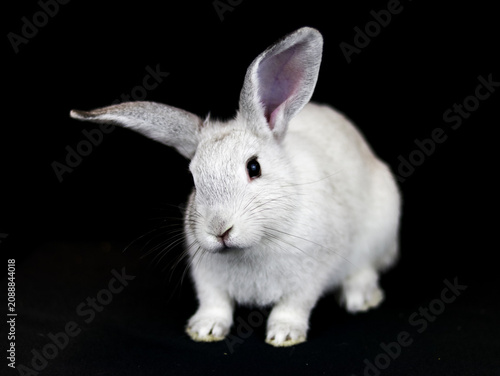 Photography Adorable white baby bunny rabbit with fluffy fur sits calmly on dark black background, ears perked up, eyes open, head tilted