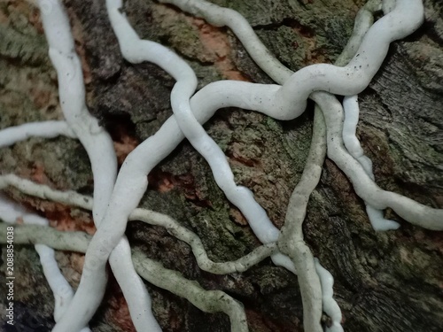 Macro shot of white epiphytic orchid aerial roots clinging firmly to the textured bark of a mango tree. 