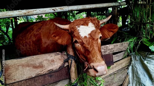 Beef meat and skin (kernel) are rich in protein and essential micronutrients. Beef is excellent for building muscle mass and preventing anemia.
