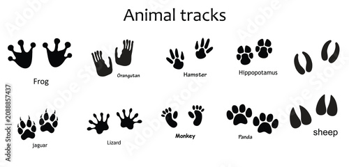 Animal and Bird Footprint Vector Set , Frog, Orangutan, Hamster, Jaguar, Lizard, Monkey, Panda and Sheep Footprints Isolated on White Background.eps