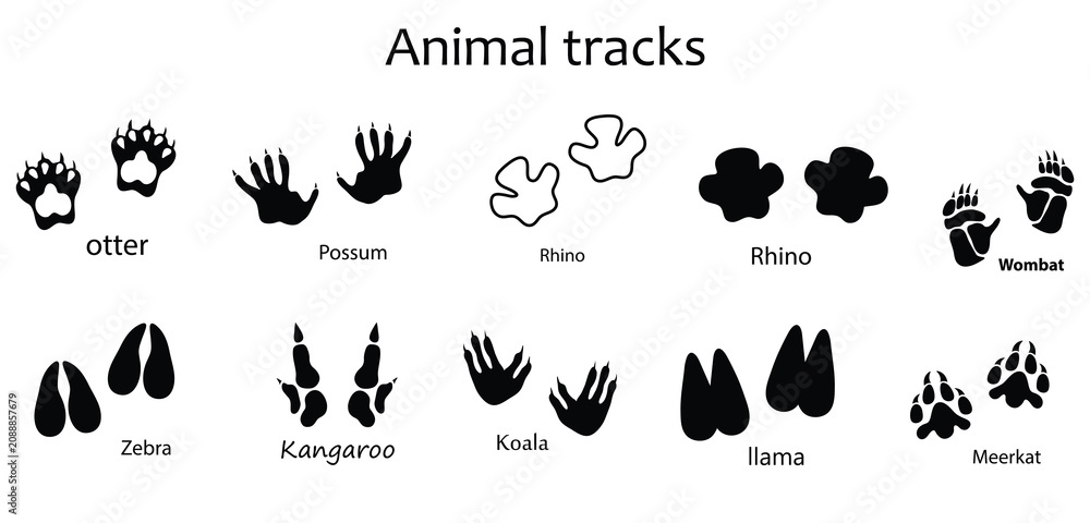 Fototapeta premium Animal Footprint Vector Set , Otter, Possum, Rhino, Wombat, Zebra, Kangaroo, Koala, Llama and Meerkat Track Prints Isolated on White Background.eps