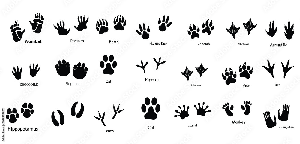 Obraz premium Animal Footprints Vector Set , Frog Footprints, Pet Paw Prints and Animal Feet Silhouette Collection Isolated on White Background.eps