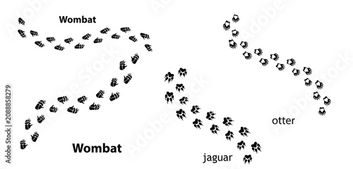 Animals Footprints and Paw Prints Vector Set ,Wombat, Otter and Jaguar Track Prints Isolated on White Background.eps