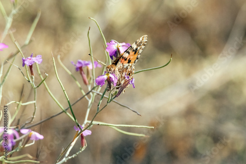 Fotografie Polinizando una flor