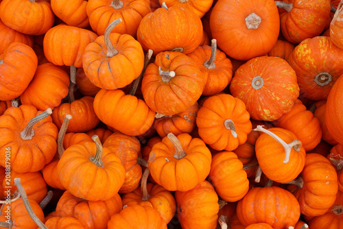 Pumpkins for sale at a pumpkin patch in Beaumont, Texas