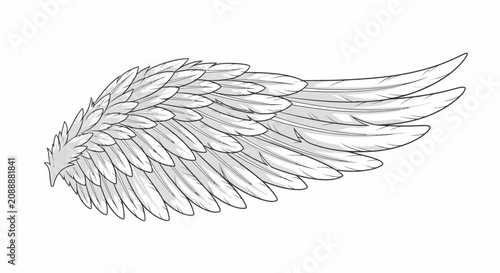a detailed illustration of a wing.