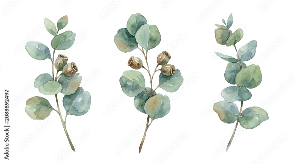 Obraz premium Watercolor eucalyptus branches with leaves and buds on white background