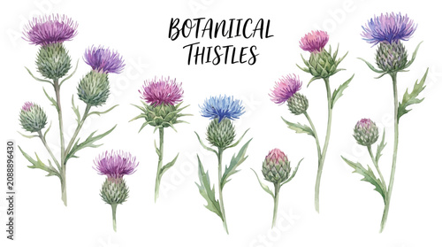 Εκτύπωση καμβά Vibrant thistles bloom in a lush field with purple pink blue flowers and green prickly stems and leaves