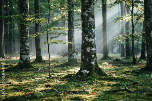 Misty forest with mossy trees and ferns