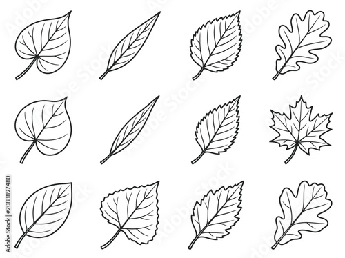 Set of hand drawn black and white leaves for coloring book pages