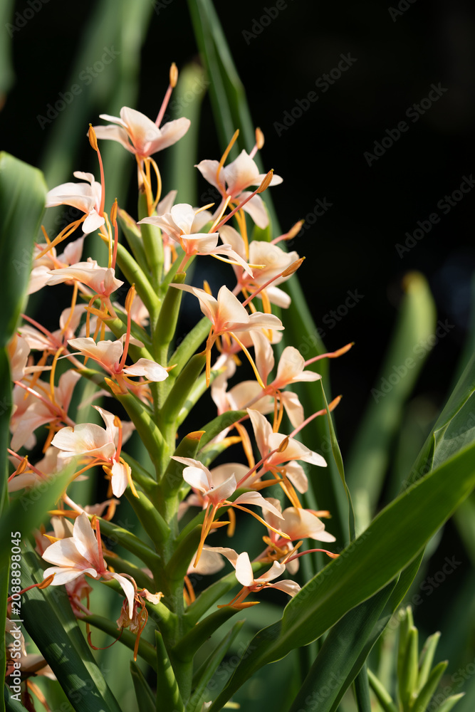 Obraz premium ジンジャーリリーの花 Hedychium