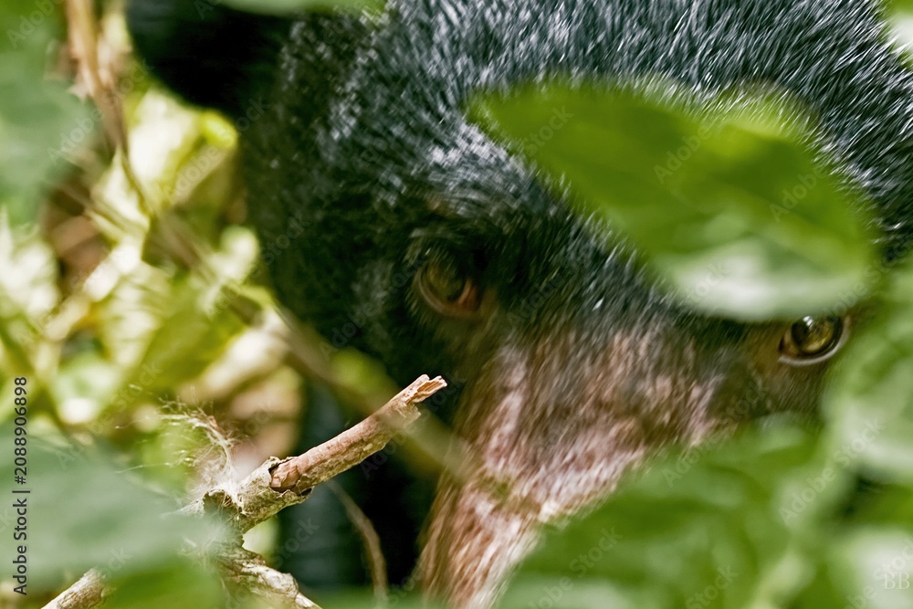 Obraz premium Spectacled bear peering through lush green jungle leaves, showcasing coarse black fur and intense gaze for wildlife and conservation storytelling