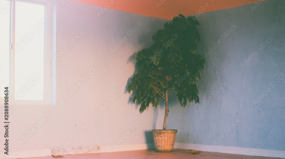 Fototapeta premium Minimalist empty room with a potted tree against a blue plaster wall and warm window light for interior design concepts and copy space