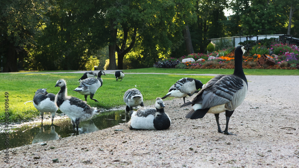 Fototapeta premium A Flock of Barnacle Geese Resting by a Puddle on a Gravel Path in a Lush Summer Park